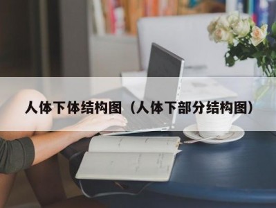 人体下体结构图（人体下部分结构图）