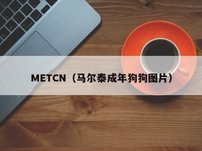 METCN（马尔泰成年狗狗图片）