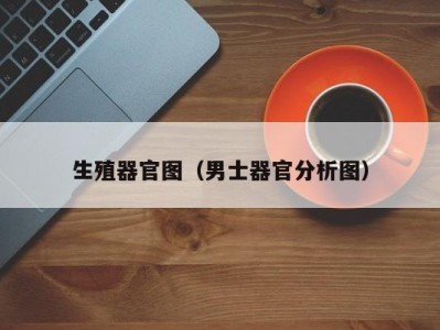 生殖器官图（男士器官分析图）